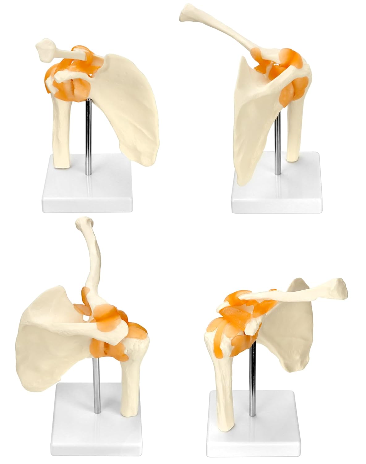 Anatomisches Schultergelenkmodell mit flexiblen Bändern