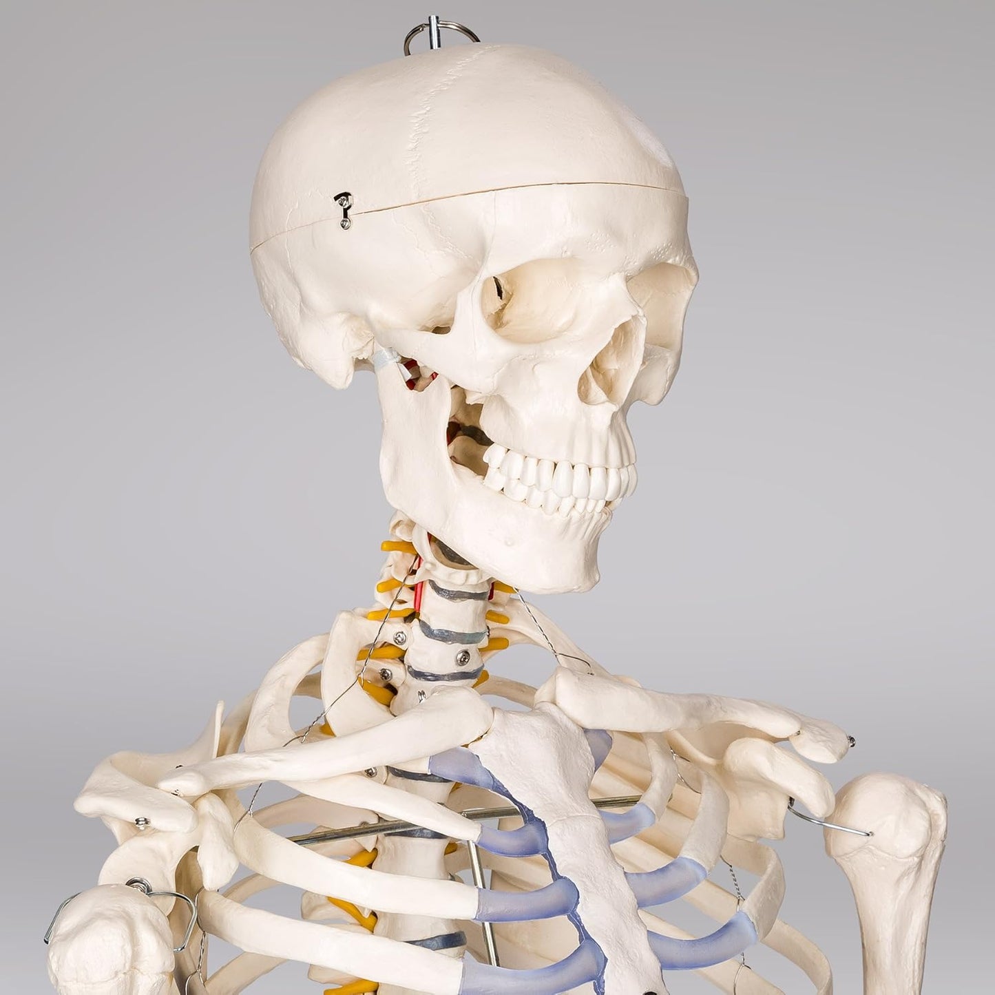 Lebensgrosses Anatomie Skelett inklusive Ständer, Skelett | Nr. 400502