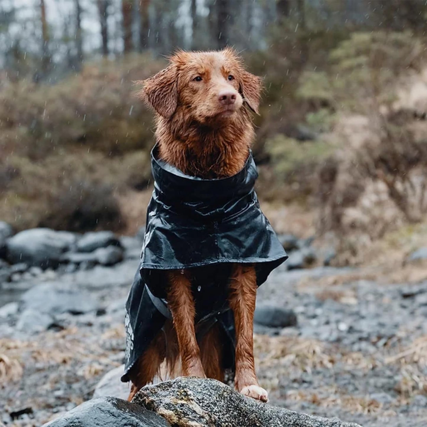 Monsoon Hunde-Regenmantel, Brombeere 28 in