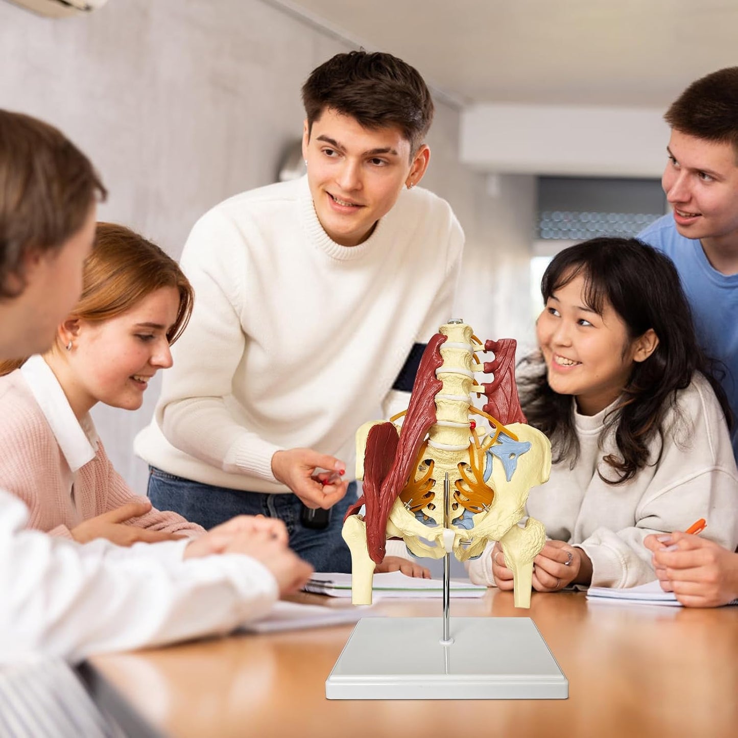 Anatomisches Beckenmodell mit Lendenwirbelsäule, Beckenmodell Mit Lendenwirbelsäule