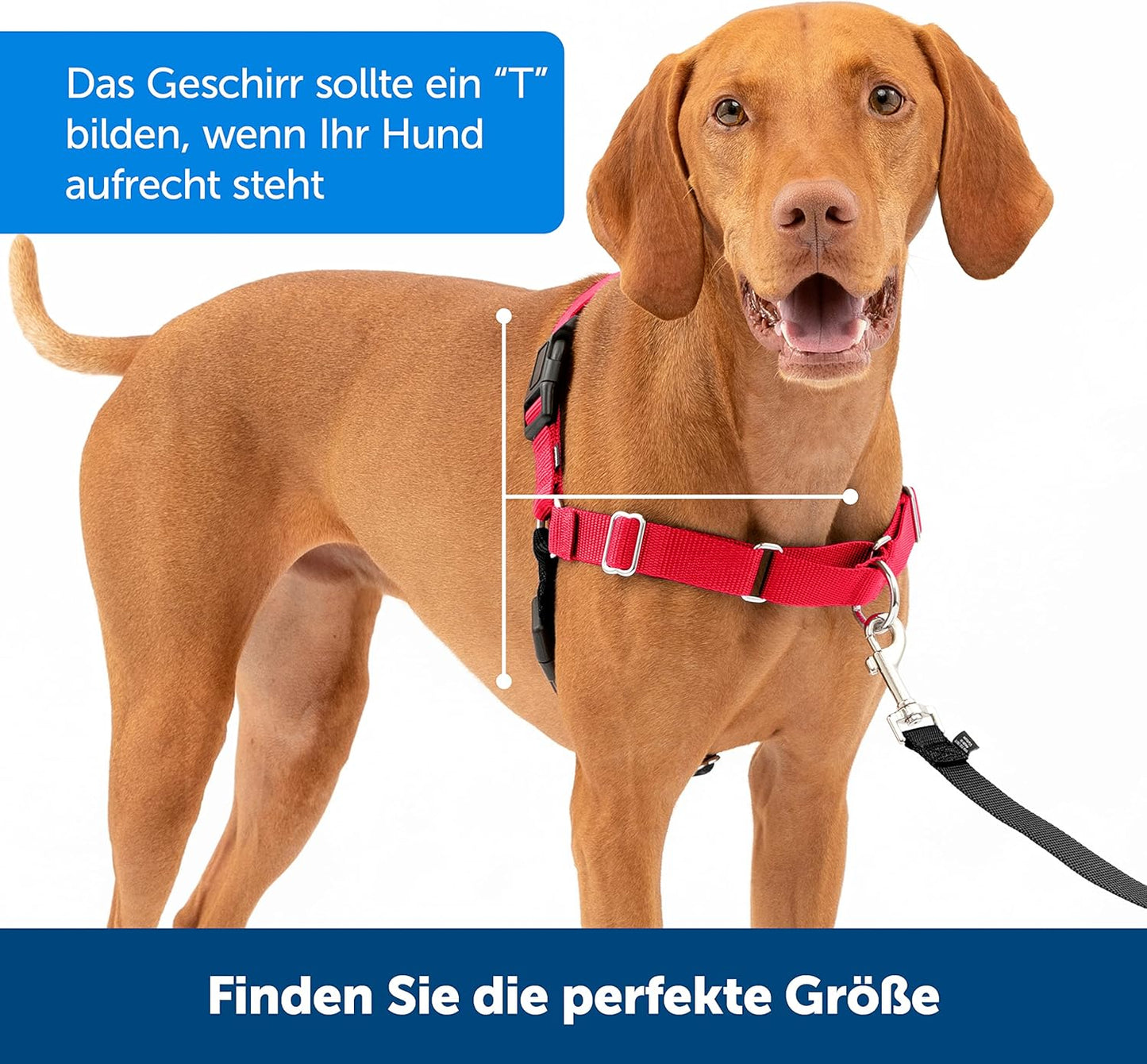 Anti-Zieh-Hundegeschirr mit Leine, M Rosa