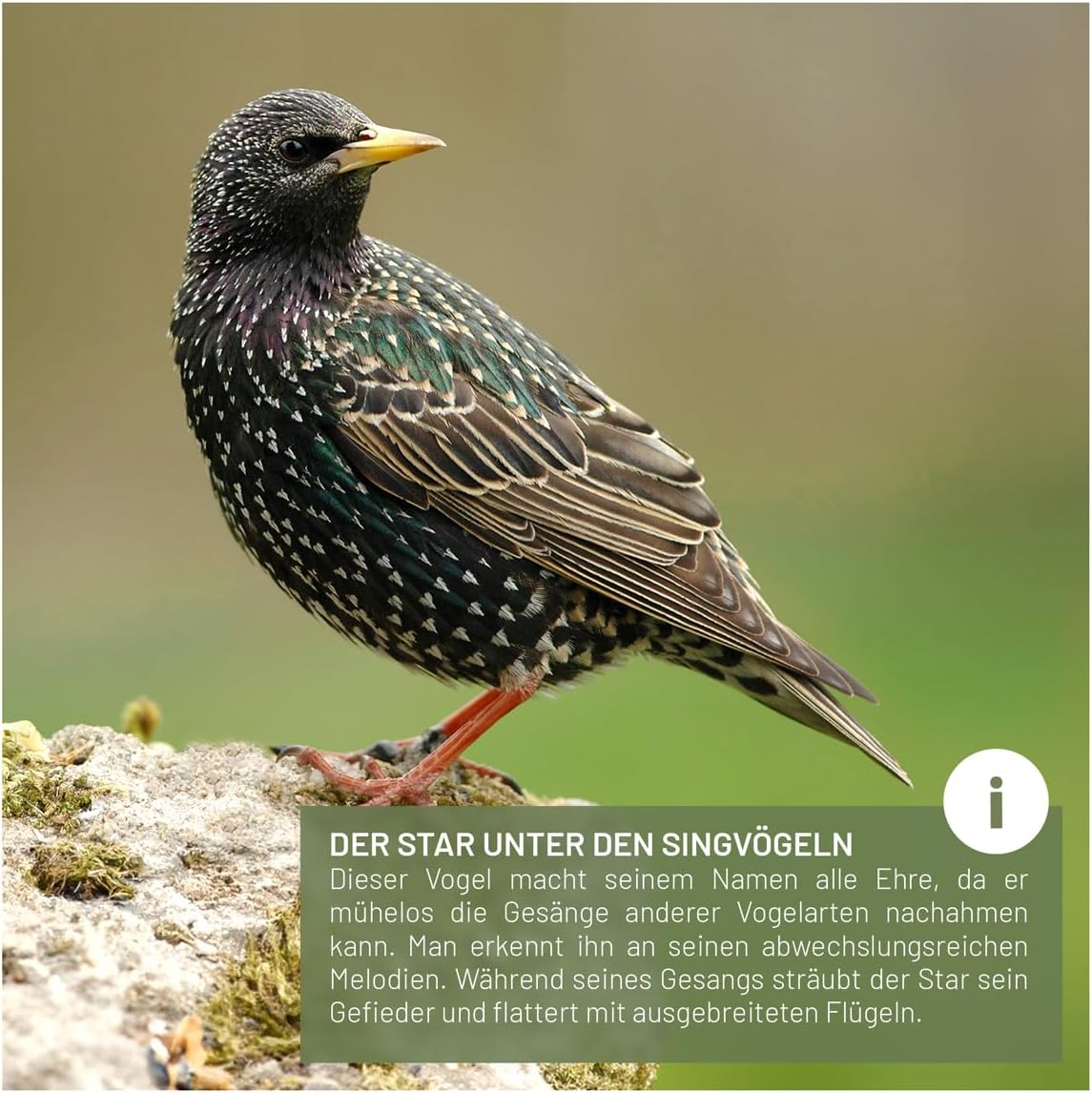 Nistkasten für Stare, Nistkasten für Stare