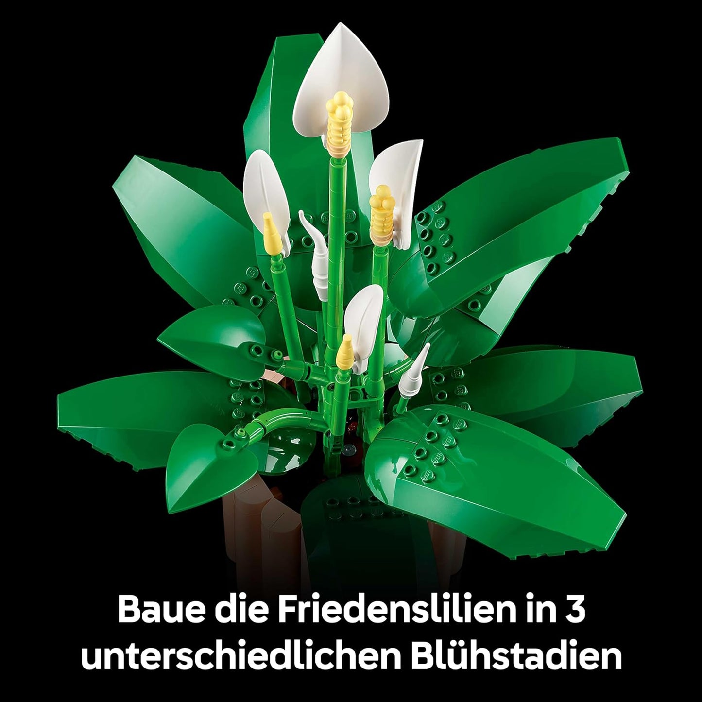 Friedenslilie