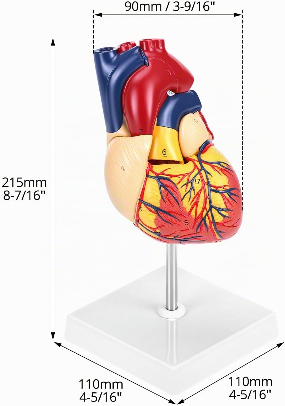 Herz-Anatomiemodell mit abnehmbarer Vorderwand, 1 Pc