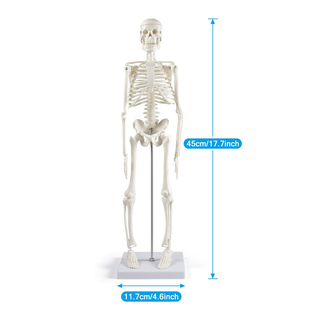 Anatomie-Skelettmodell 45 cm (beweglich), Modern