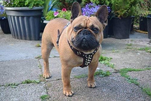 Brustgeschirr Rocky, verstellbar, M- für einen Brustumfang von 50 cm bis 75 cm Schwarz / Schwarz