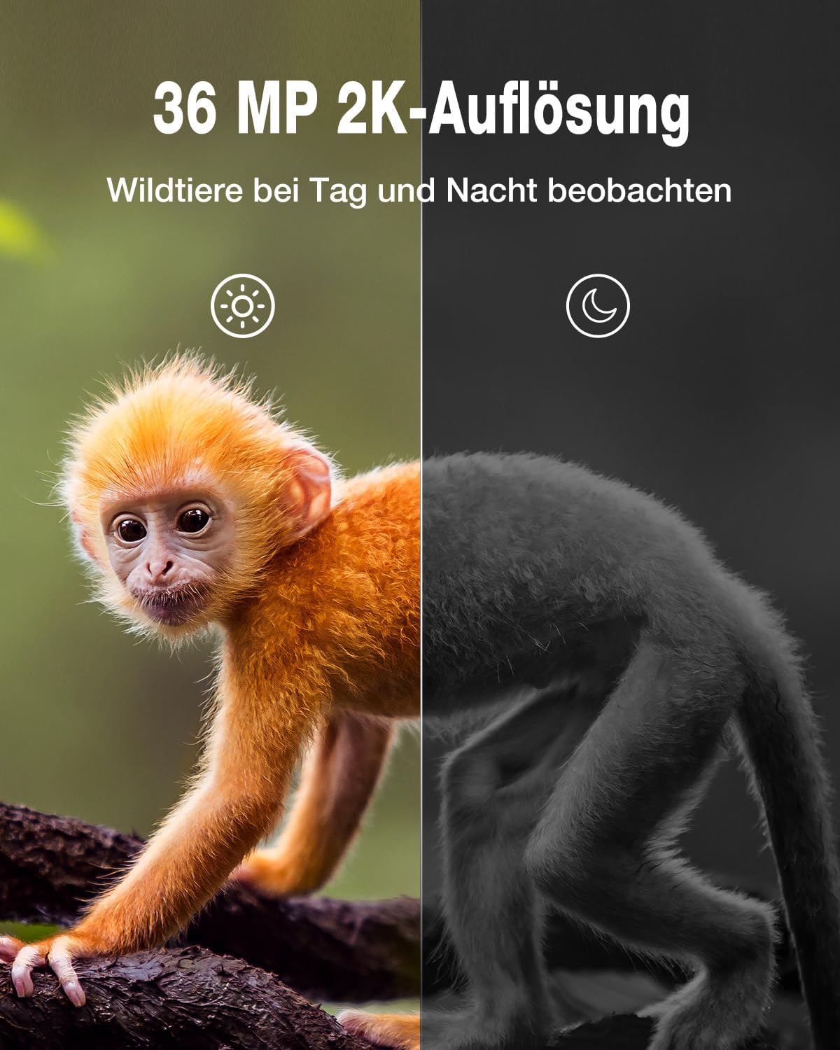 Wildkamera