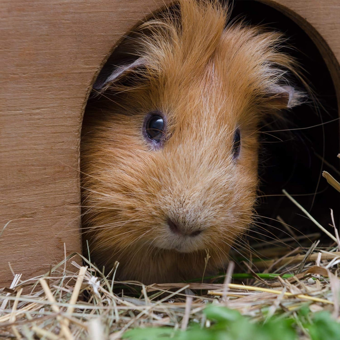 Holzhaus für Igel oder Meerschweinchen