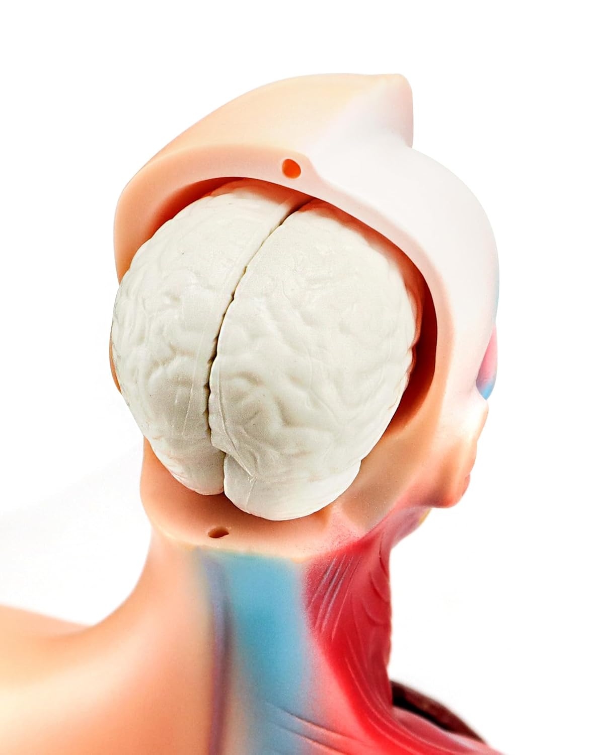15-teiliges Anatomie Modell-Set mit herausnehmbaren Organen