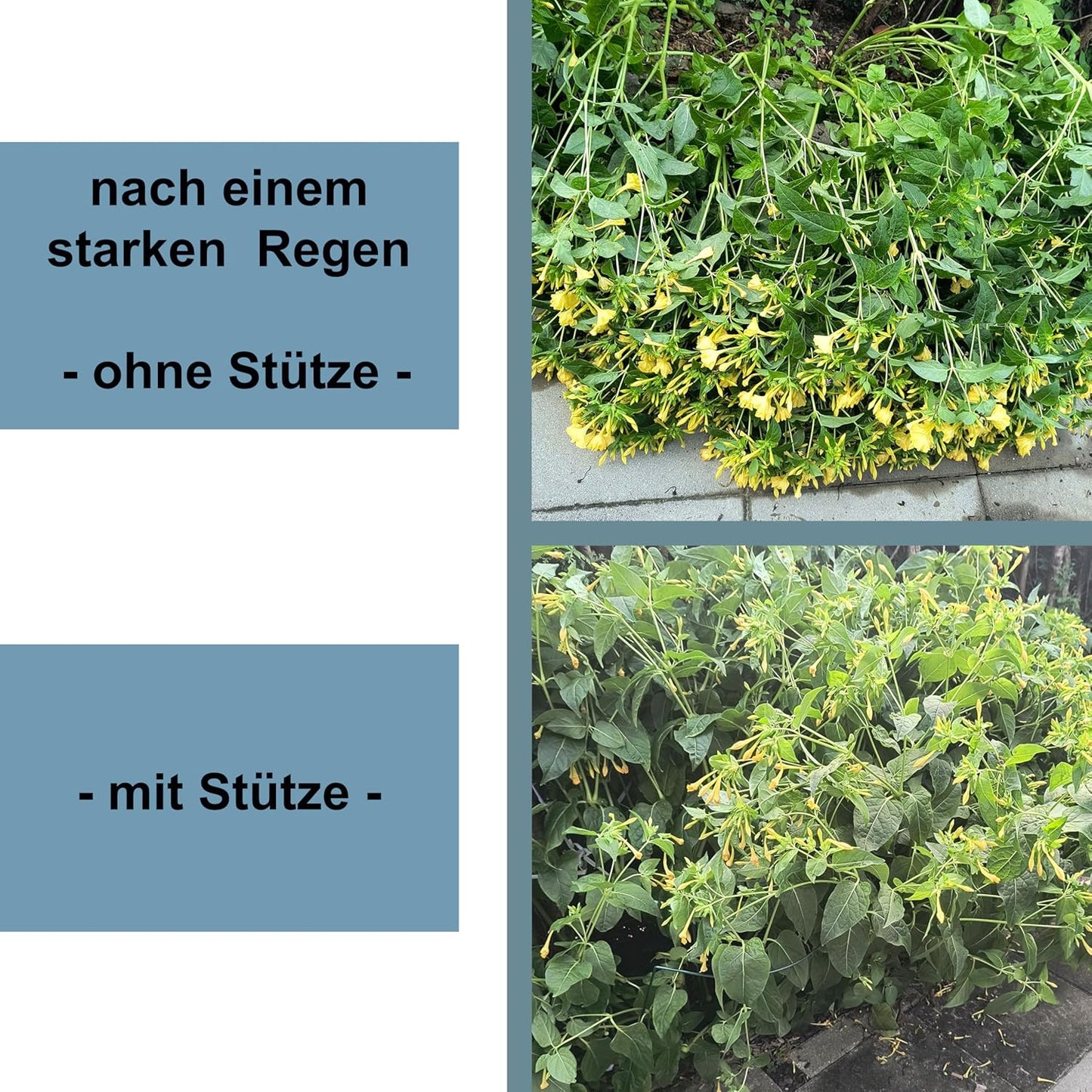 10er-Set Halbrunde Pflanzenstütze, 10 35 cm hoch - halbrund