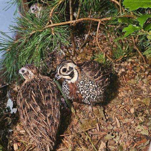 Waldboden Einstreu