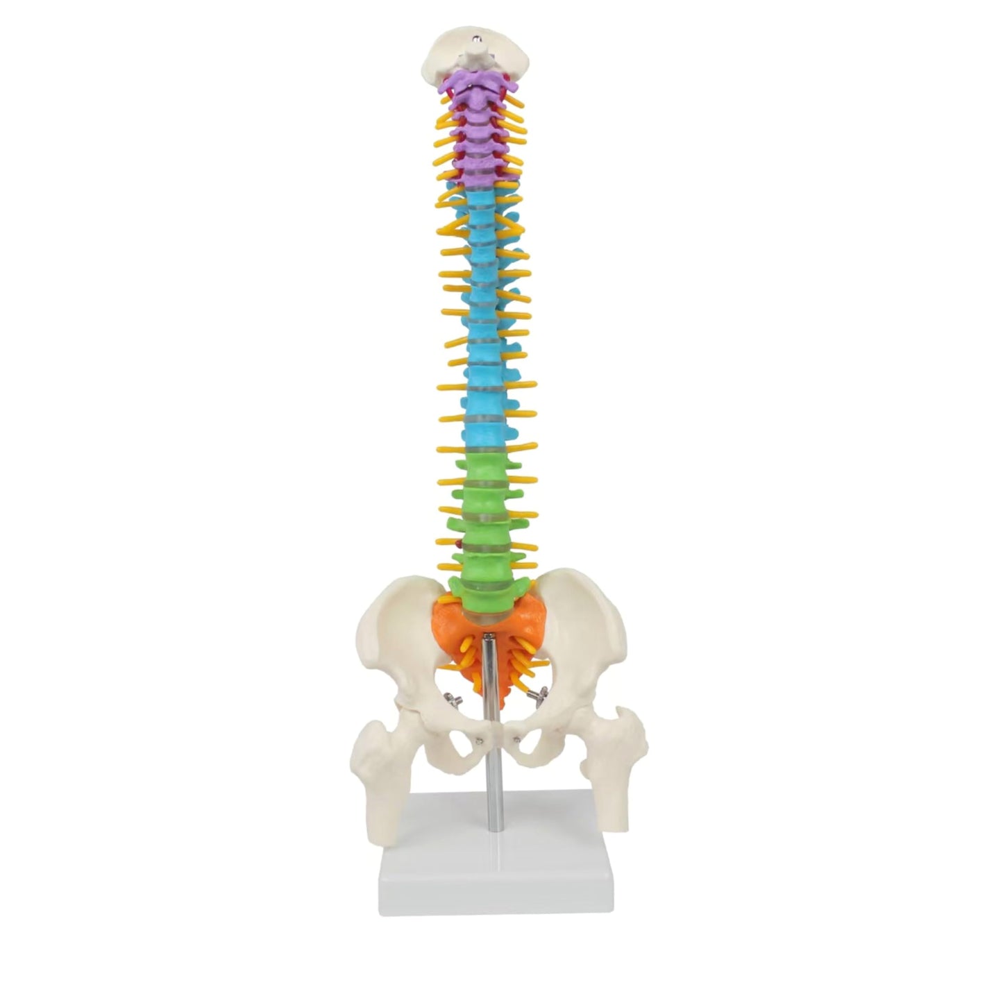 Flexibles Wirbelsäulenmodell mit Spinalnerven