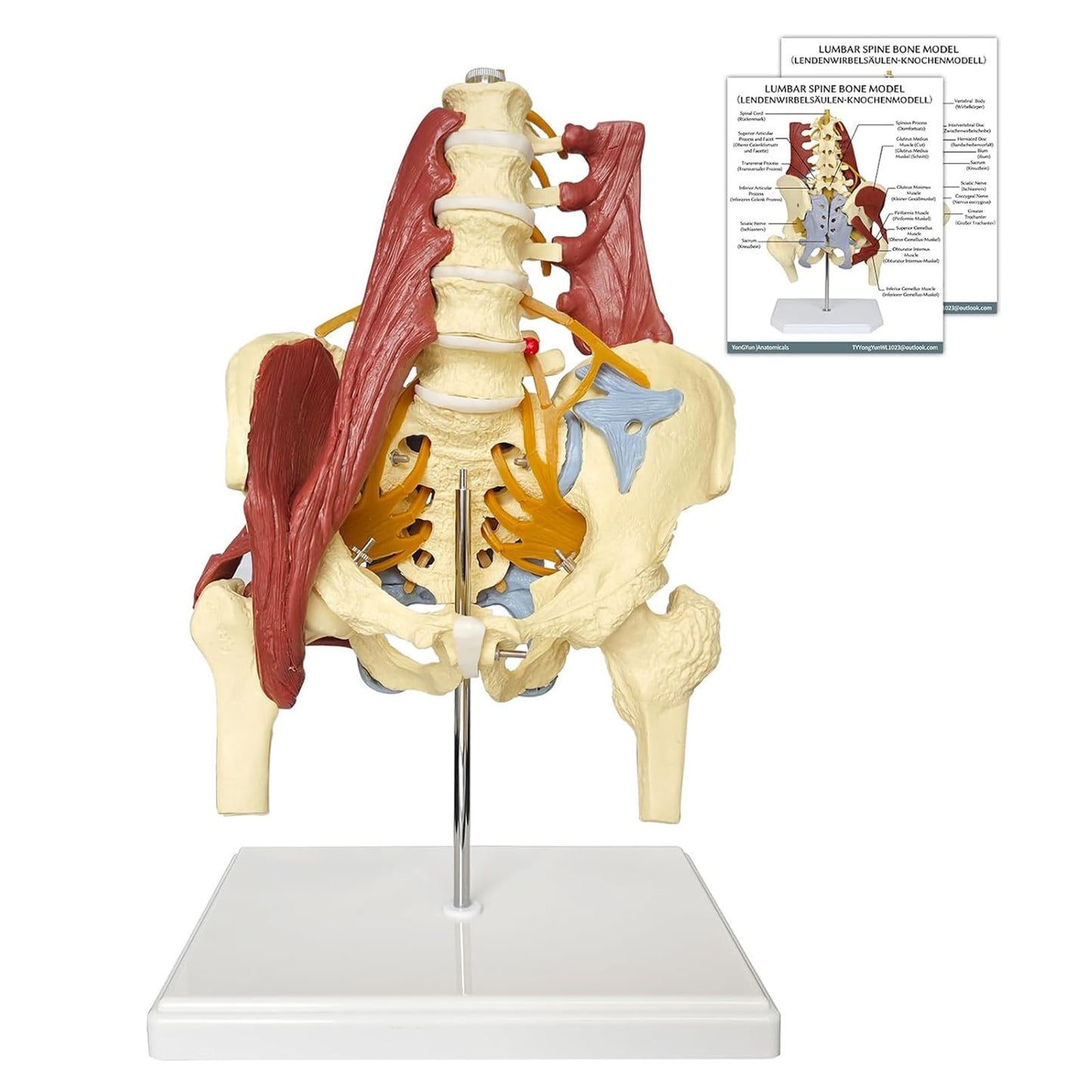 Anatomisches Beckenmodell mit Lendenwirbelsäule, Beckenmodell Mit Lendenwirbelsäule