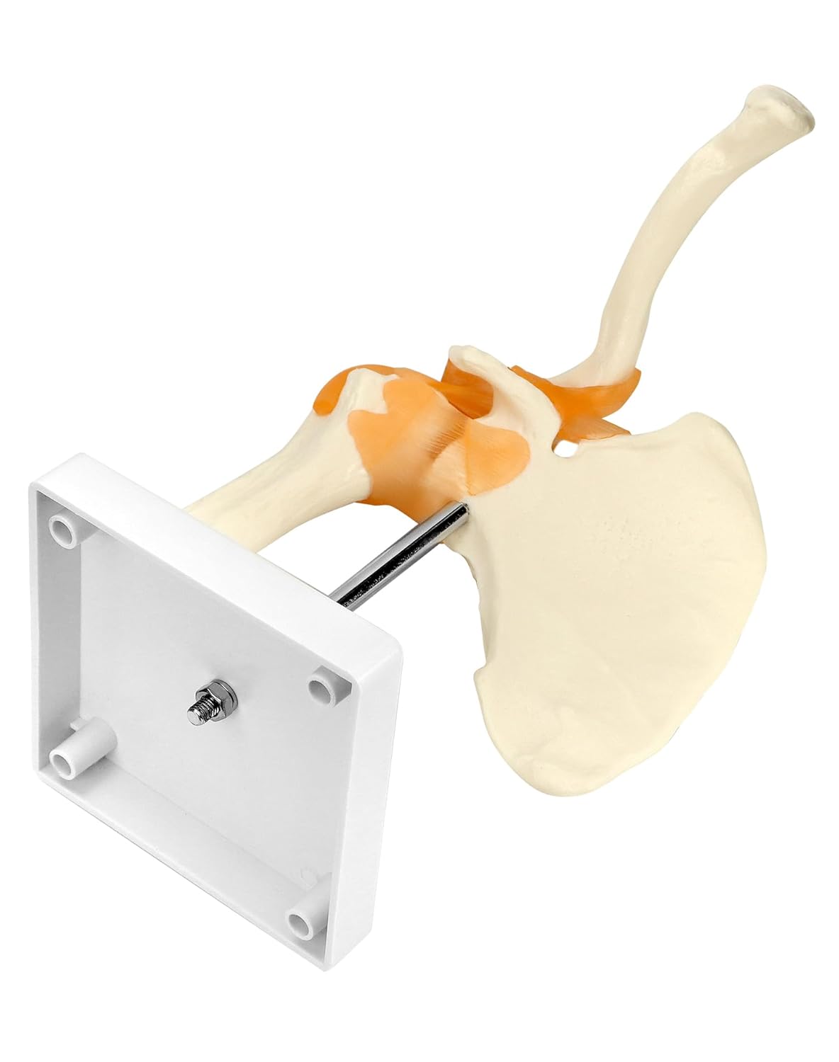 Anatomisches Schultergelenkmodell mit flexiblen Bändern