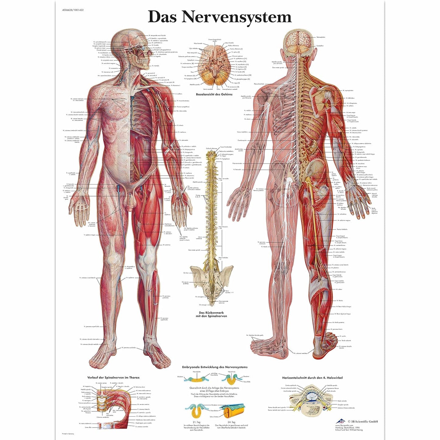 Lehrtafel Nervensystem laminiert, Single Laminiert