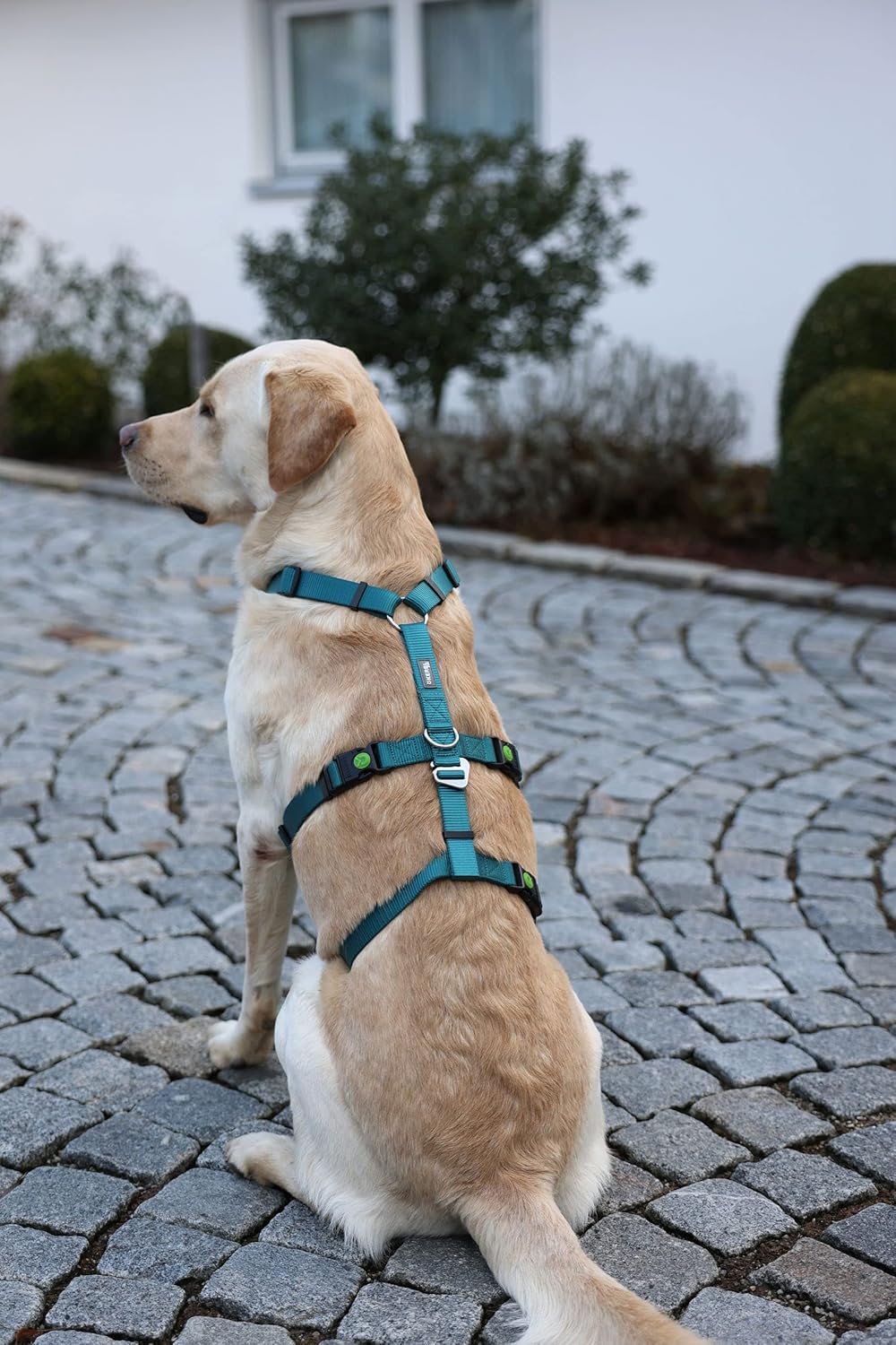 Hundegeschirr "Miami", Petrol 55-74cm