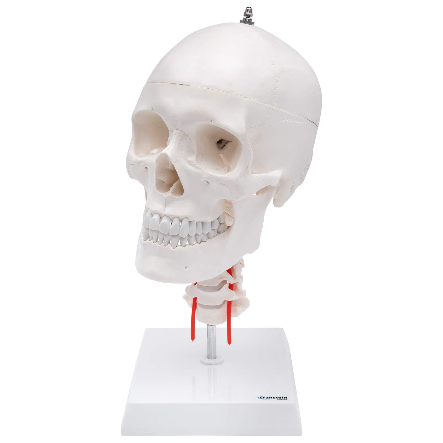 A-214 anatomischer Schädel mit Halswirbelsäule auf Stativ, Classic Industrial