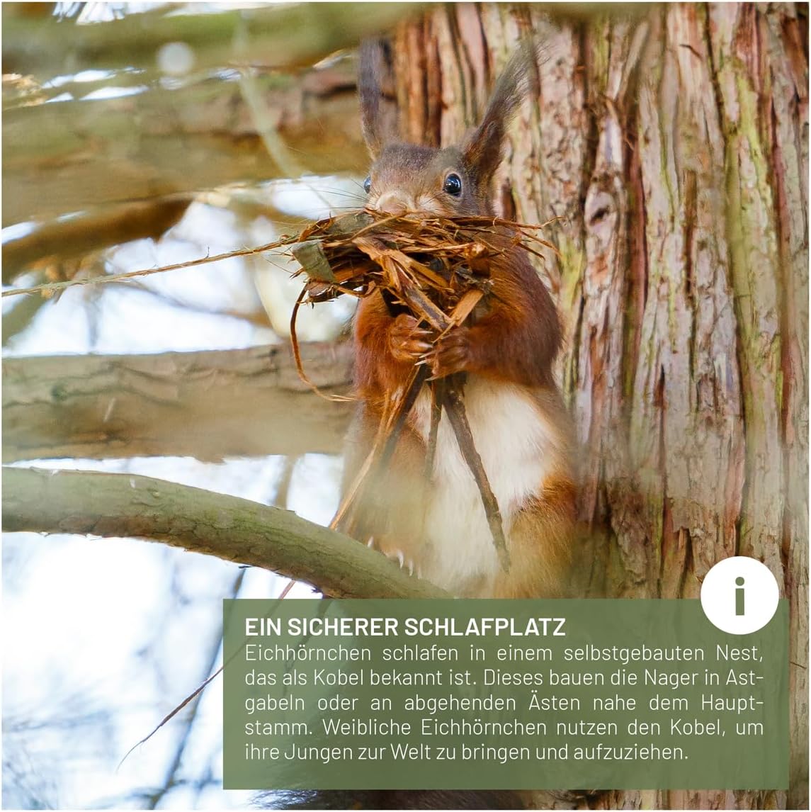 Eichhörnchenkobel