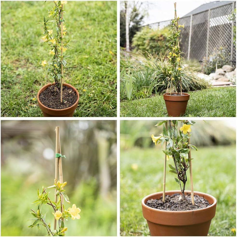 Natürliche Bambusstäbe für Pflanzen (60 cm, 30 Stück), 60 CM 30 Stück