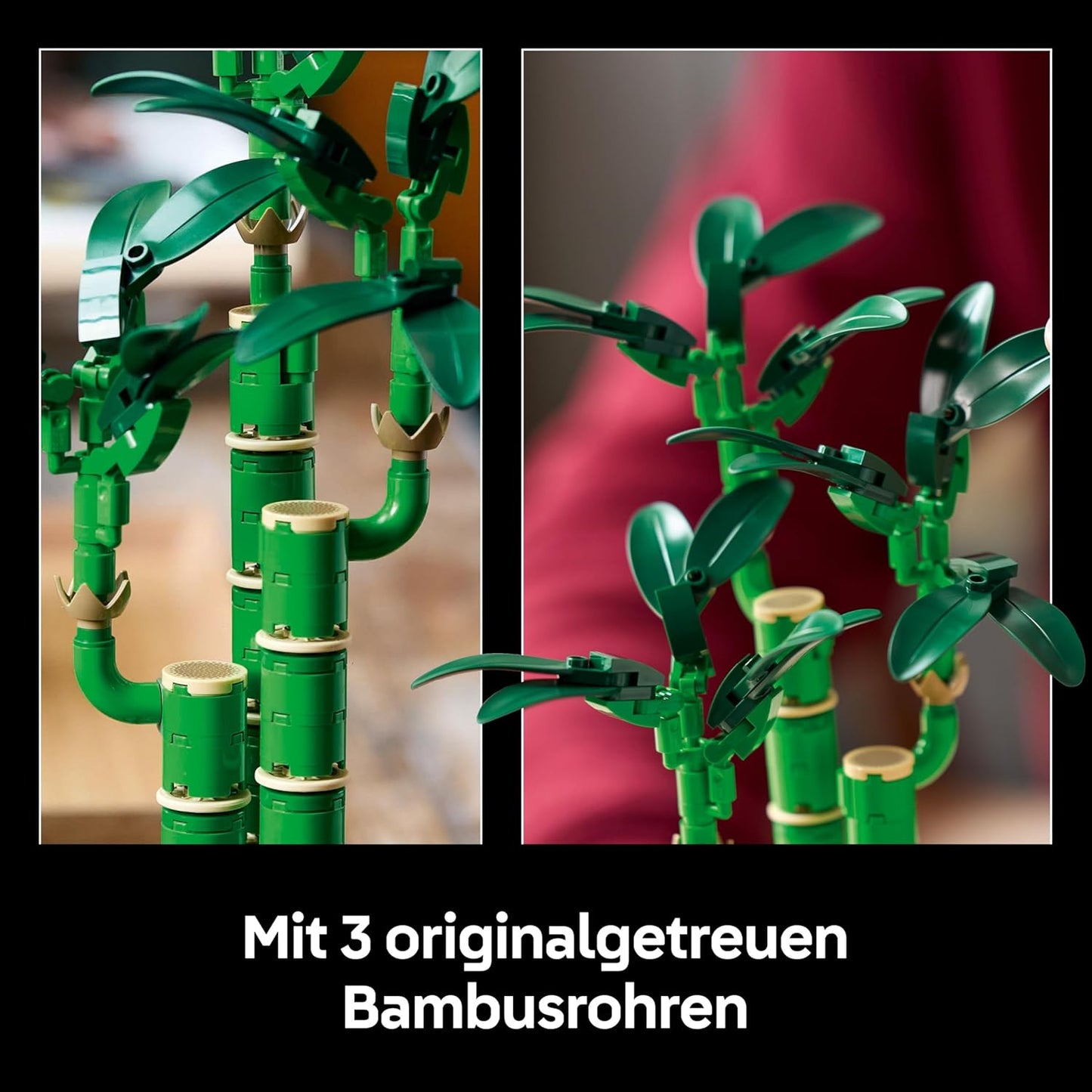 Botanicals Glücks-Bambus