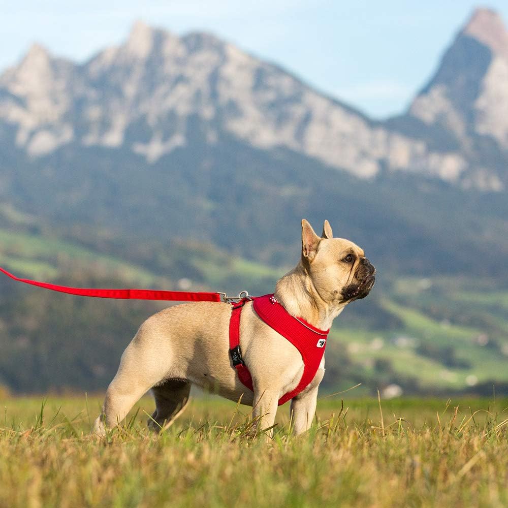 Basic Hundegeschirr, XS Brown