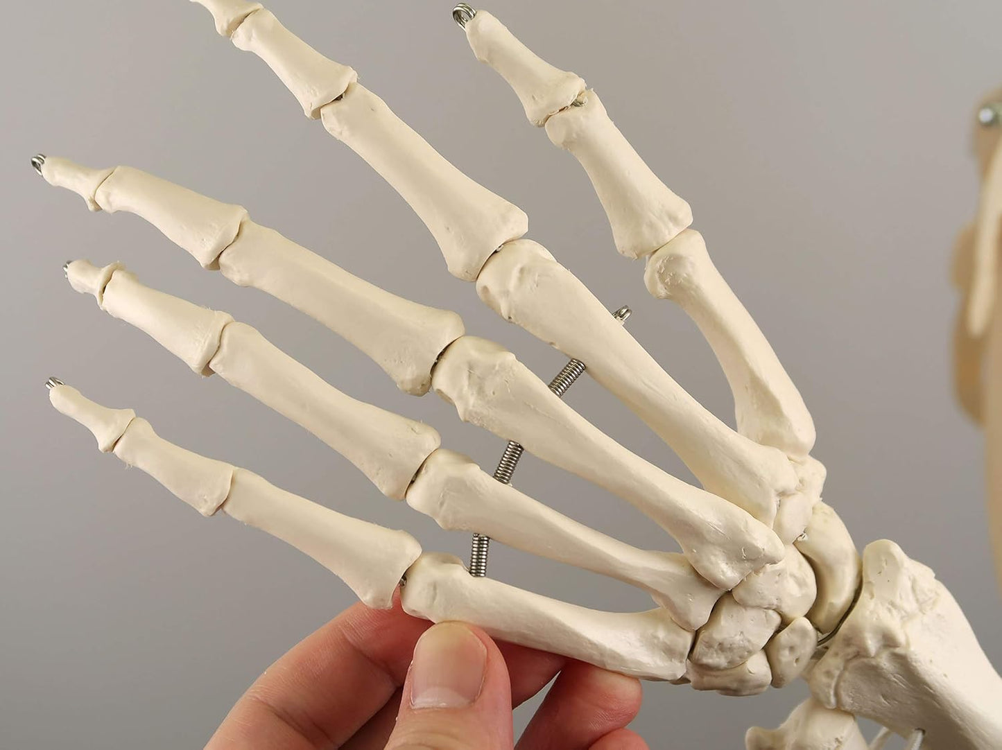 Lebensgrosses funktionelles Skelettmodell, funktionell