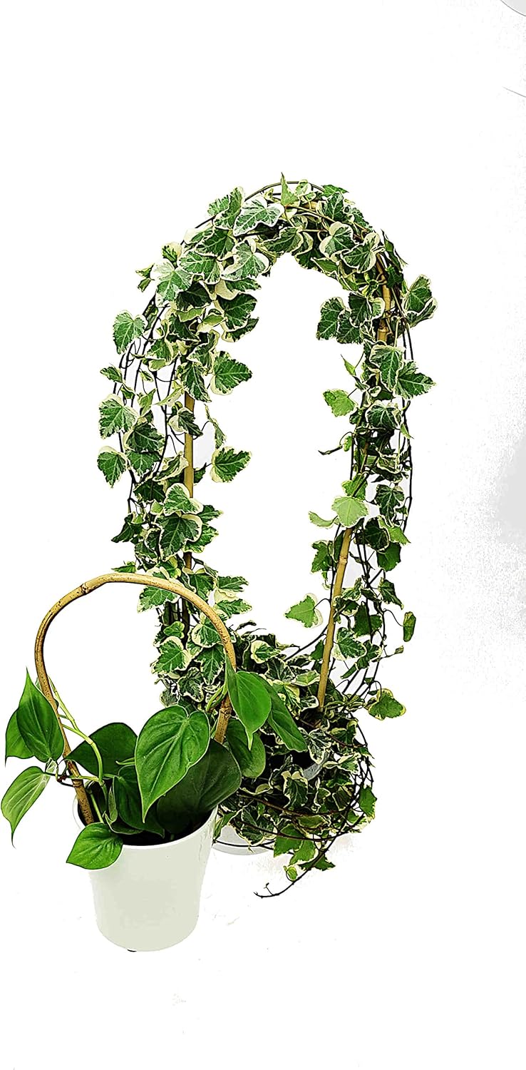 Gebogene Bambusstifte, 25 Stück, 60 cm, 25, 60 cm 8/10 mm