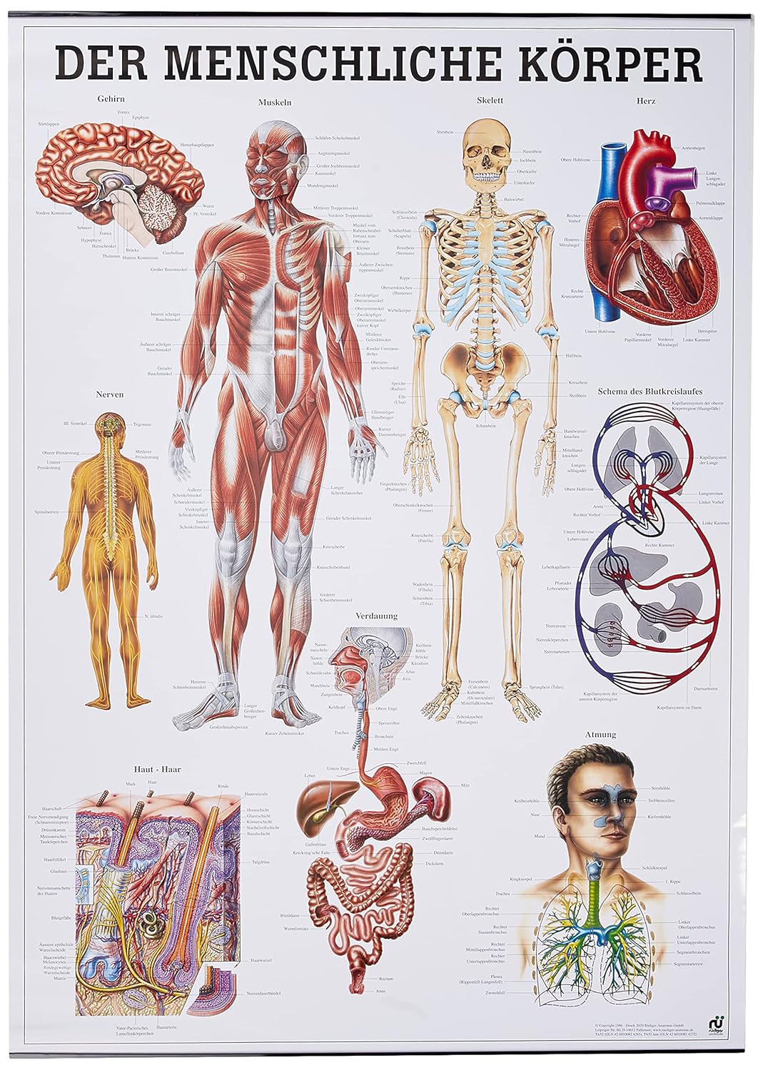 Der menschliche Körper Poster (70x100 cm), Single