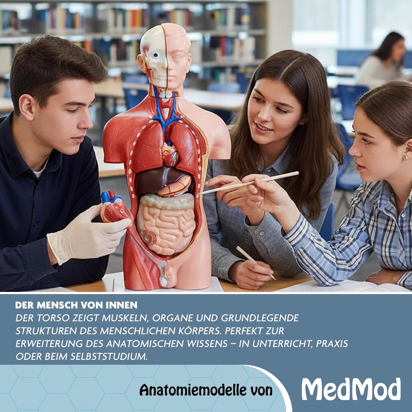 Anatomiemodell männlicher Torso V2 mit abnehmbaren Organen, Torso 45cm V2