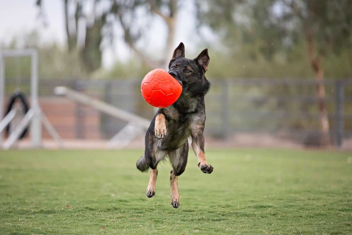 Fussball für Hunde, Large / X Large Orange