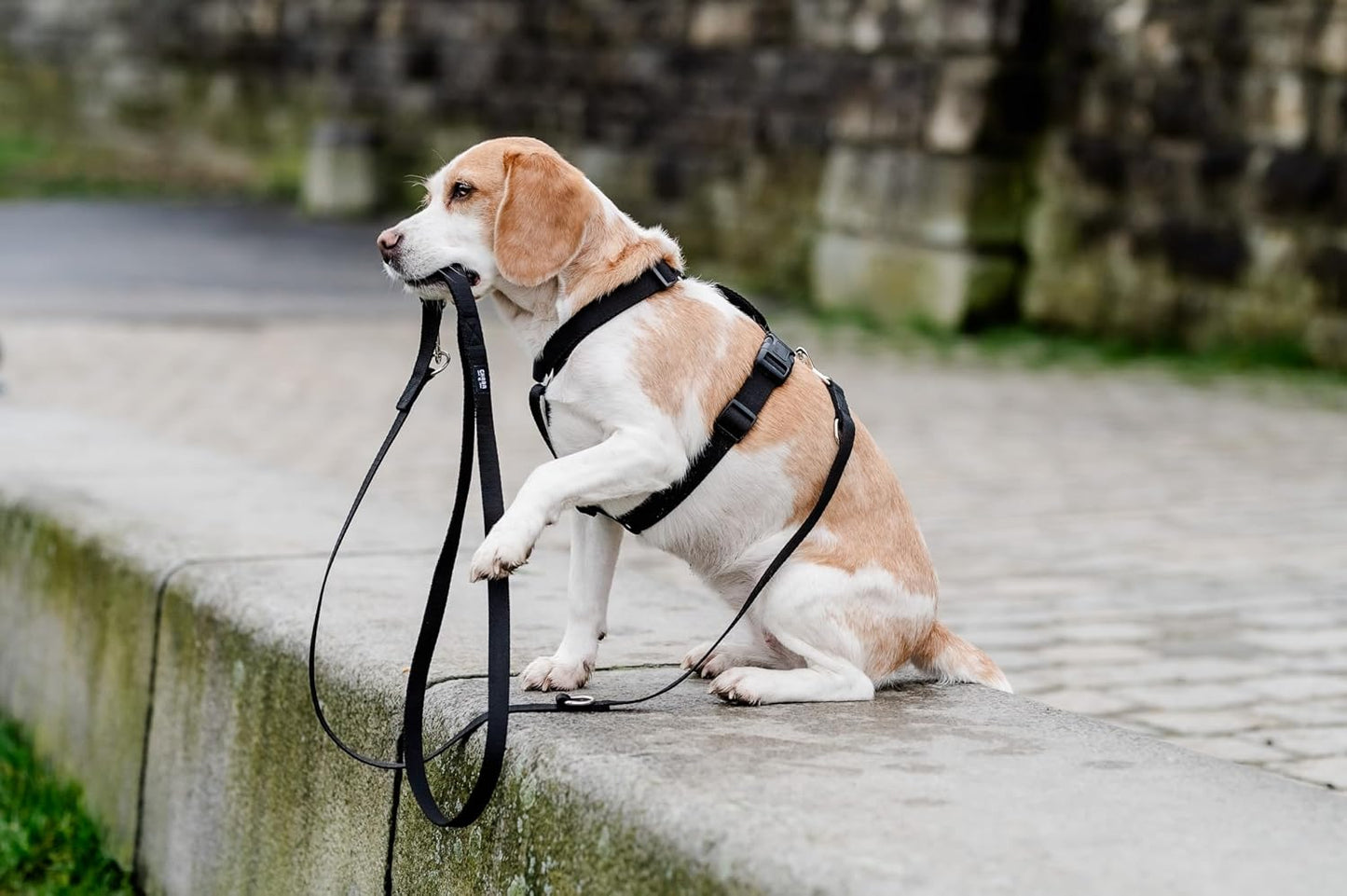 Guard - Ausbruchssicheres Hundegeschirr, M Schwarz