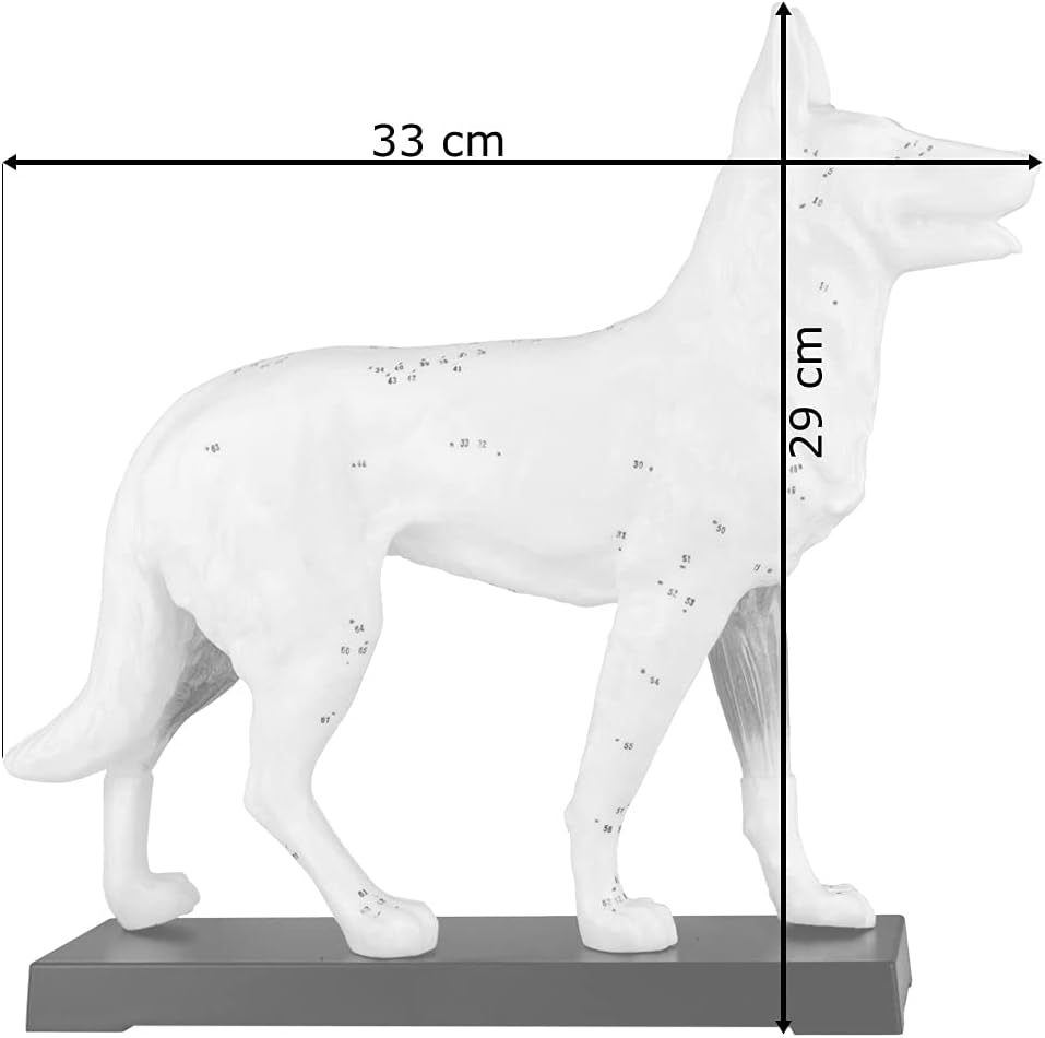 Akupunktur Tiermodell: Hund