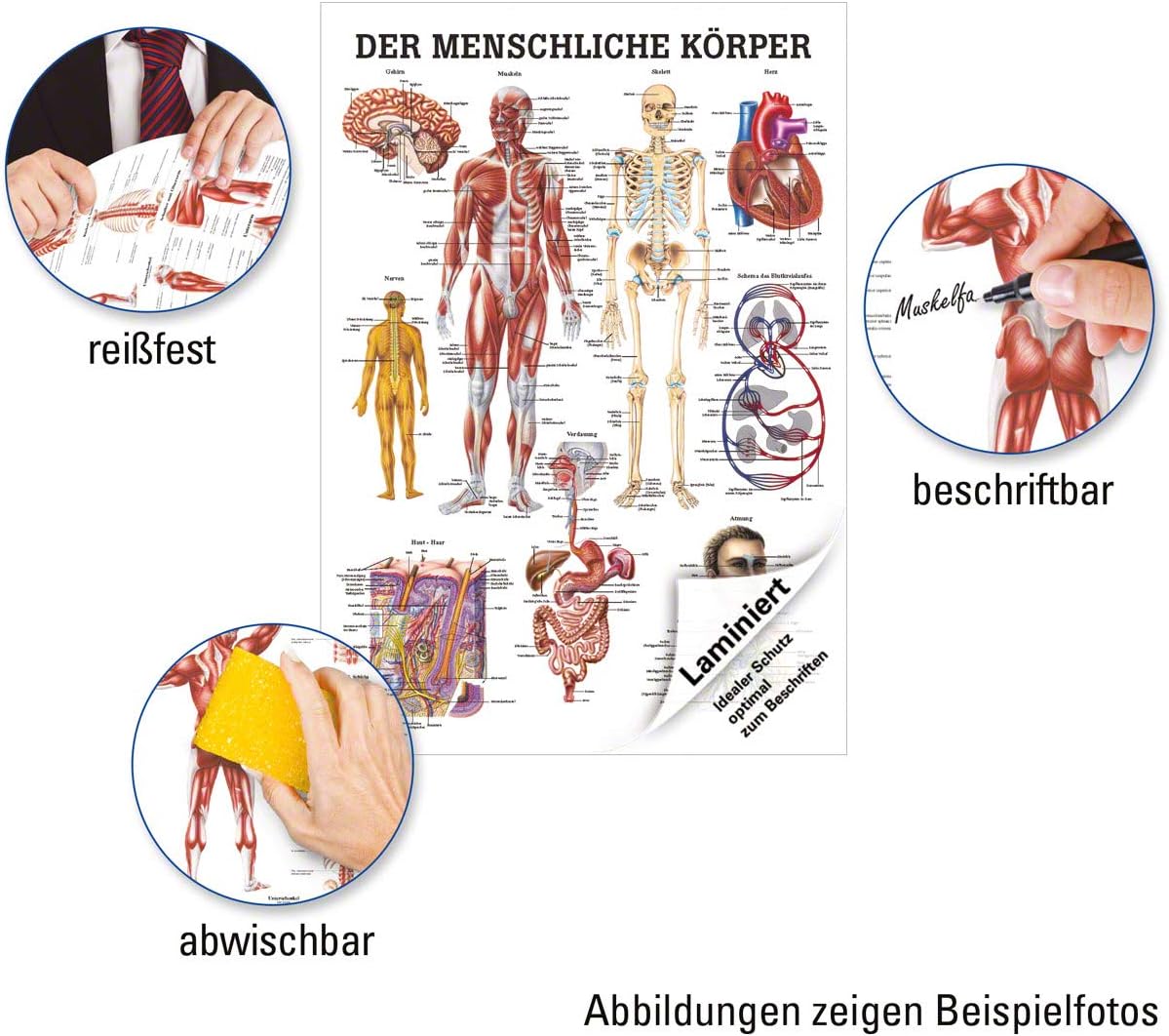Lehrtafel: Der menschliche Körper