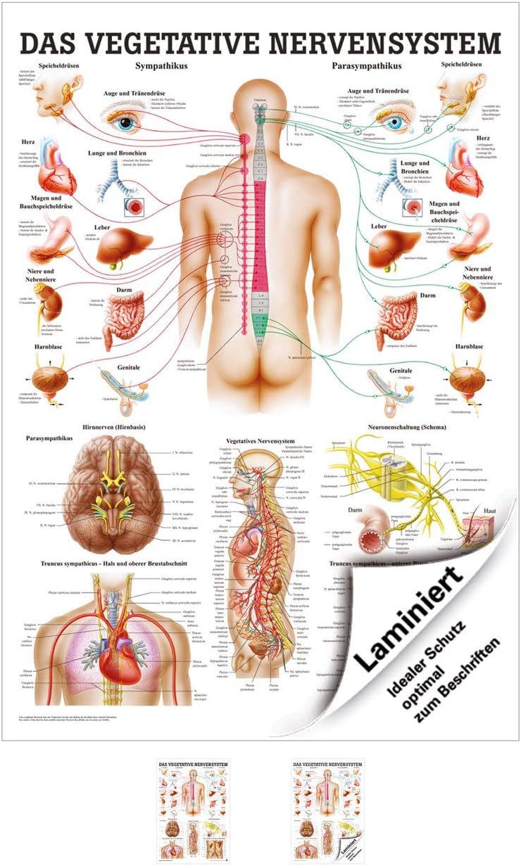 Das vegetative Nervensystem Lehrtafel, mit Laminierung, Single