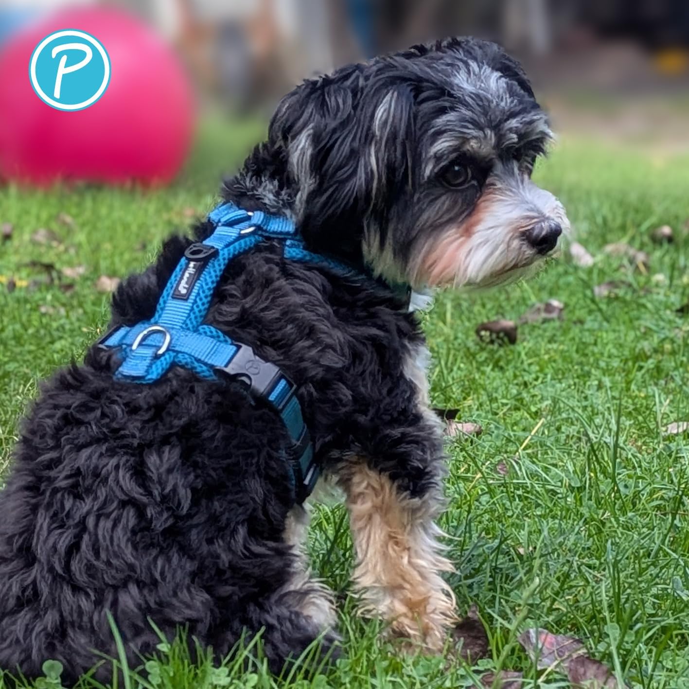Gepolstertes Hundegeschirr, stufenlos verstellbar, Petrol L
