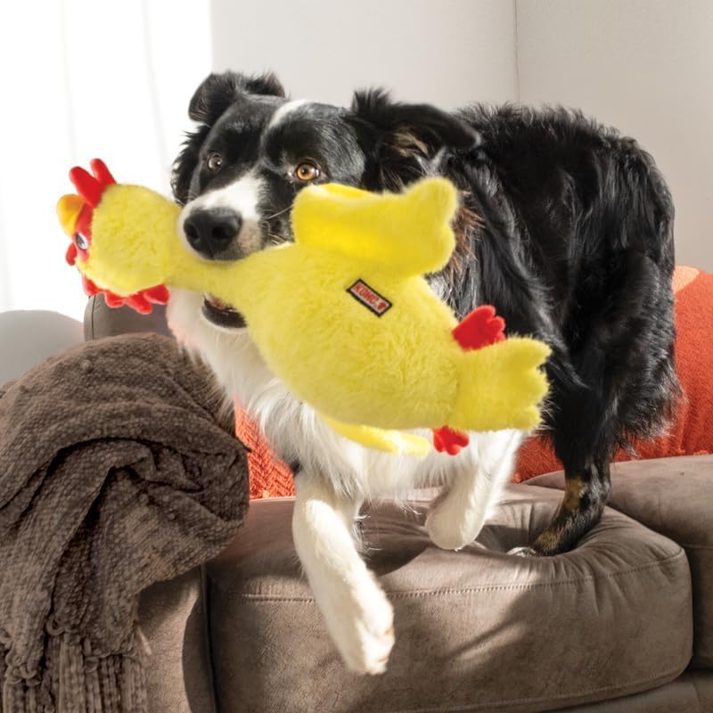 Scruffs Chicken, Huhn