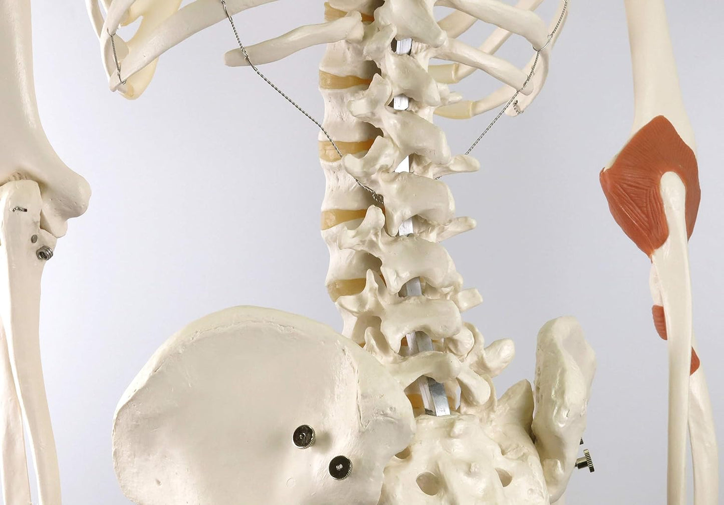 Menschliches Skelettmodell Leo mit Gelenkbändern, mit Gelenkbändern