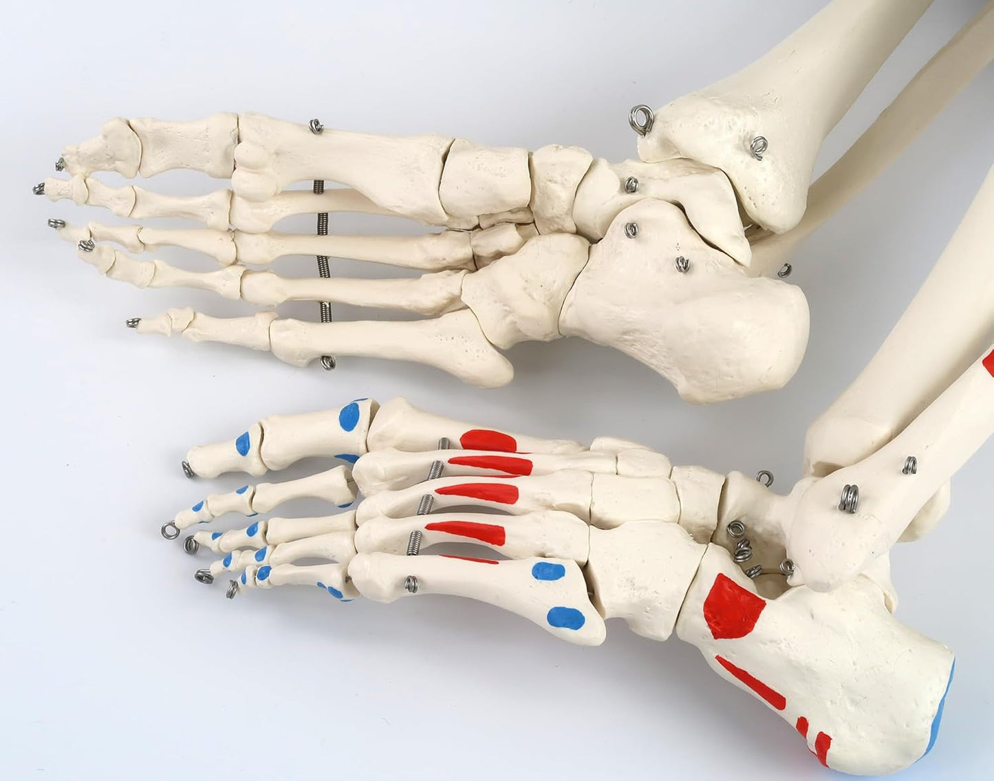 Mini-Anatomie-Skelett mit flexiblen Gelenken, Modell Phil, Metallstativ mit Muskeldarstellung