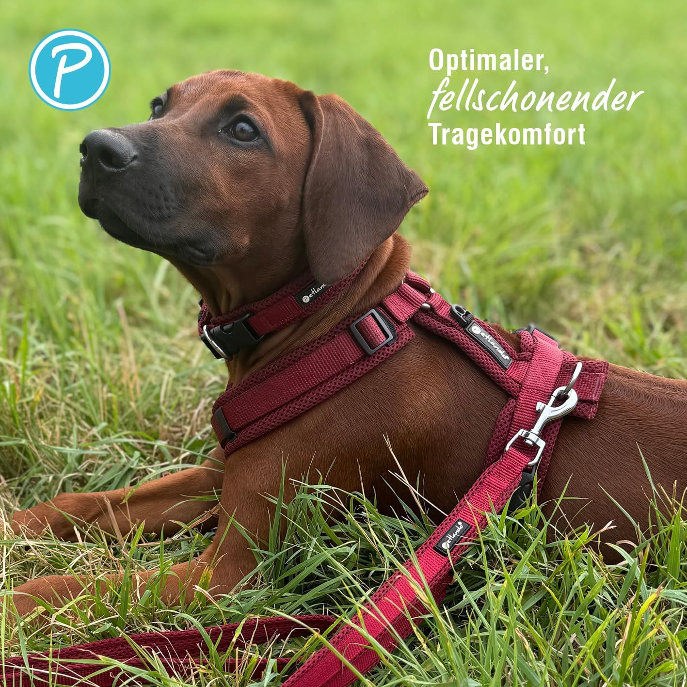 Gepolstertes Hundegeschirr, Bordeaux S