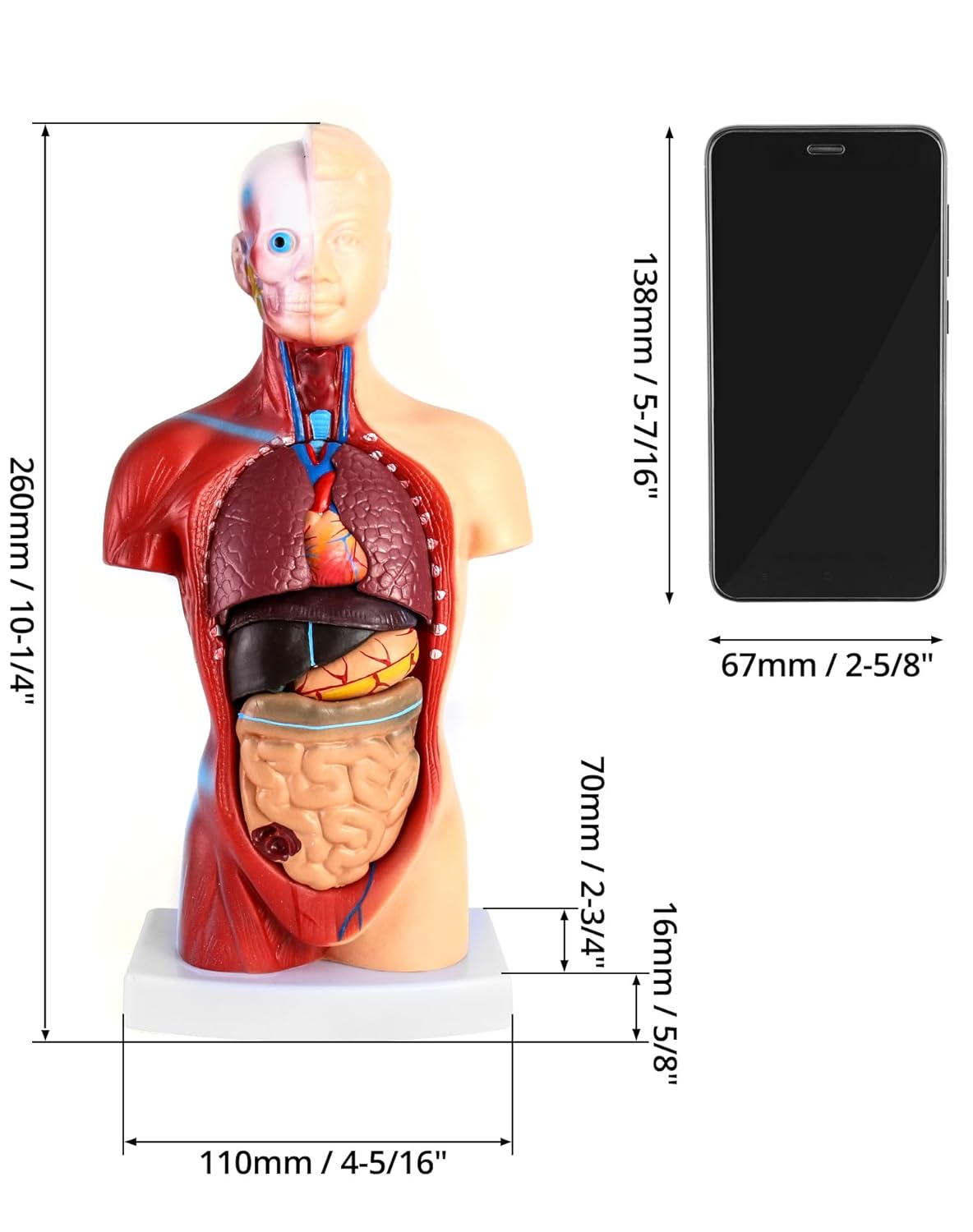 15-teiliges Anatomie Modell-Set mit herausnehmbaren Organen