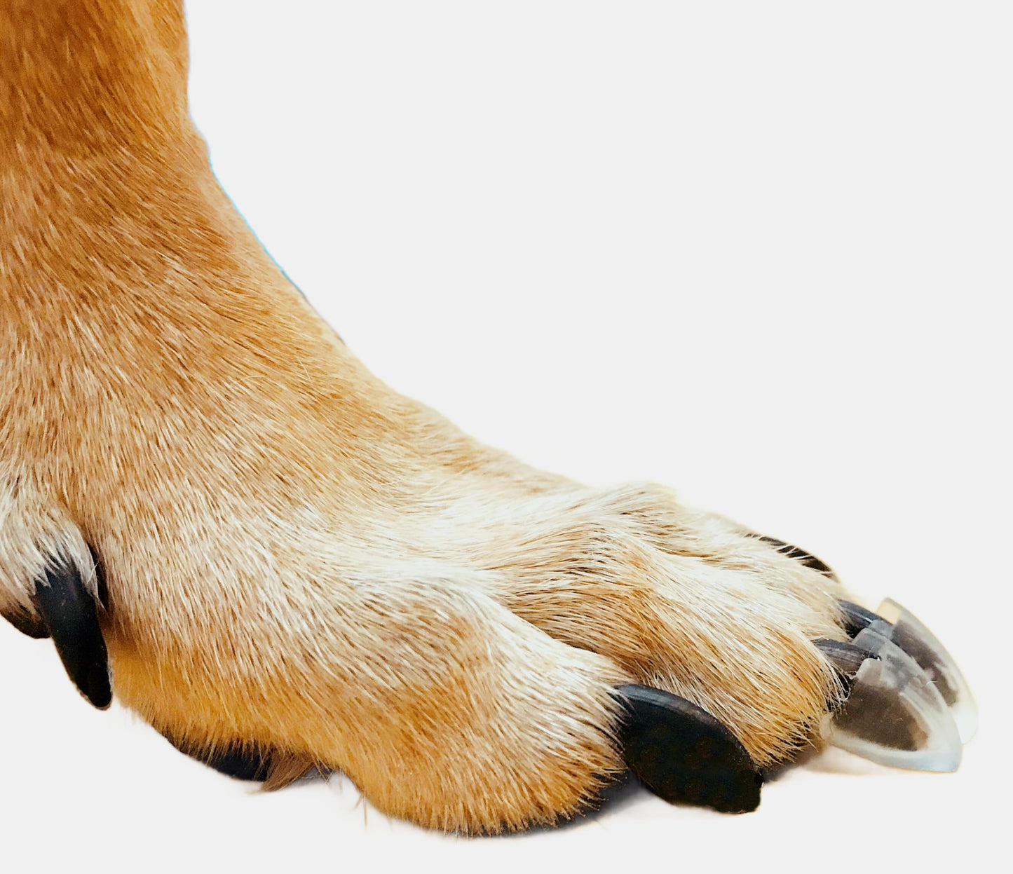 Krallenkappen für Senioren-Hunde, 24 Stück, XXL