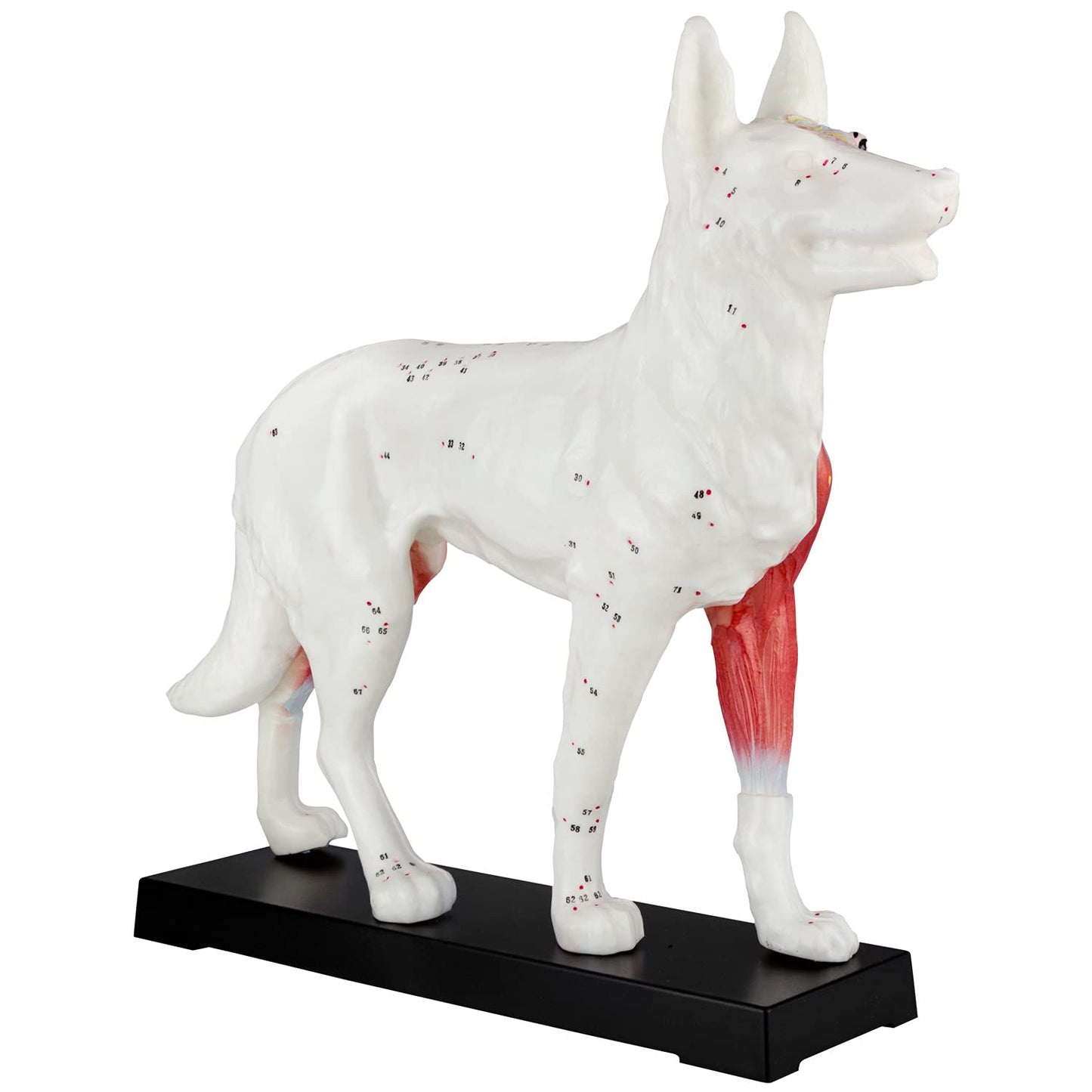 Akupunktur Tiermodell: Hund