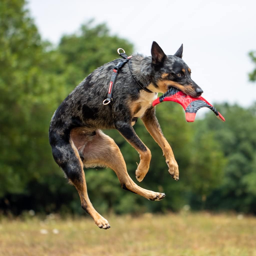 Anti-Zieh Hundegeschirr Crosscheck, M (45 - 64cm) Rot