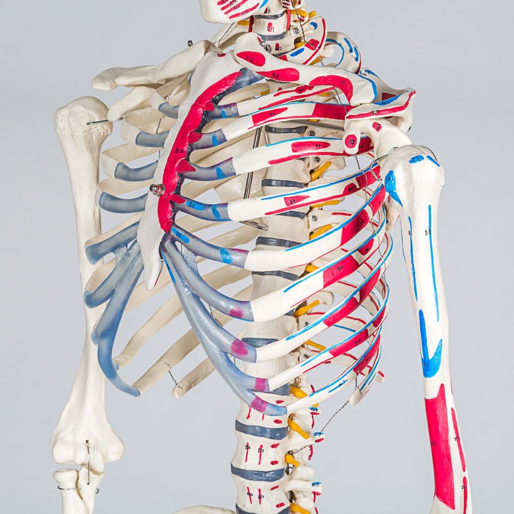 Anatomie Skelettmodell mit Muskelbemalung, Nr. 401755, Skelett mit Muskelbemalung | Nr. 401755