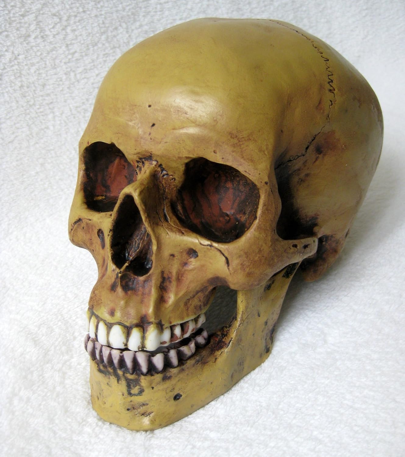 Anatomie-Schädel mit Unterkiefer Replik
