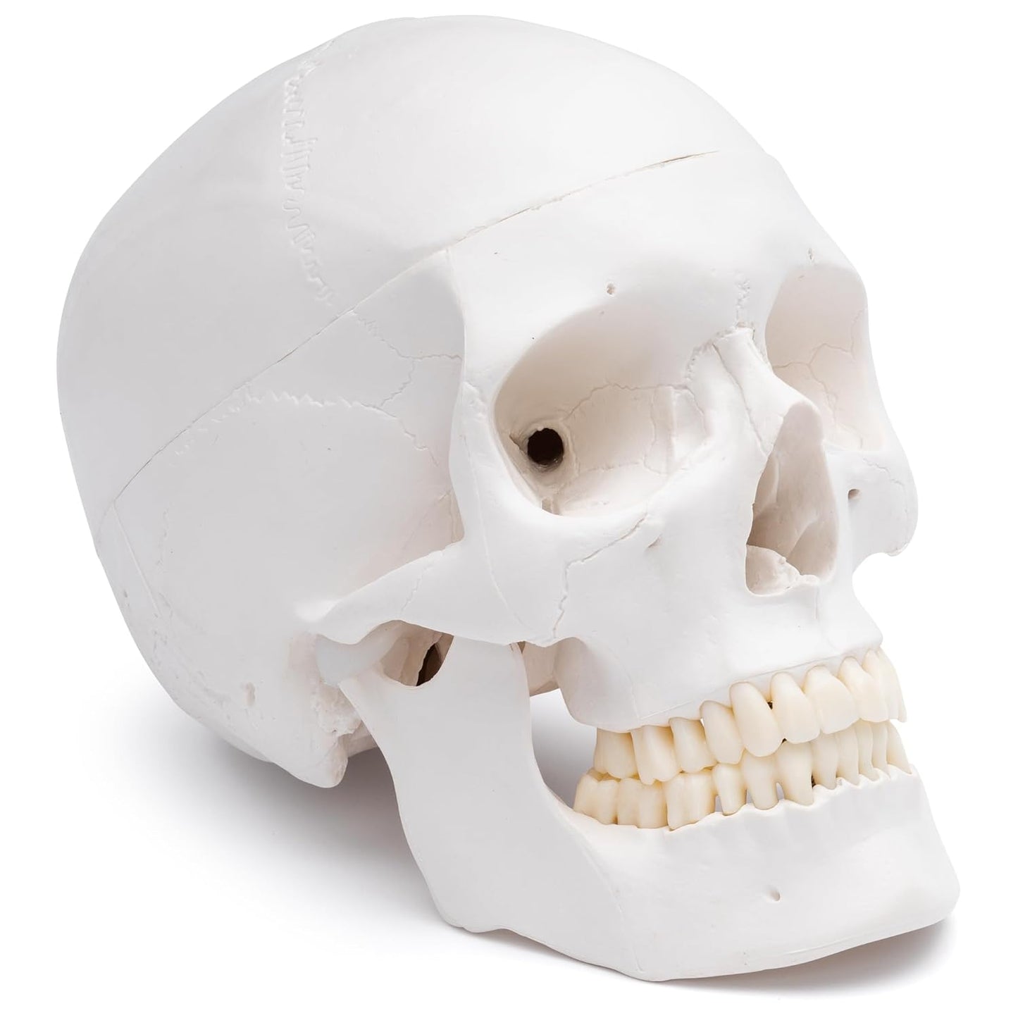 Anatomischer Schädel A-240, 2. Zähne in Elfenbein-Farbe