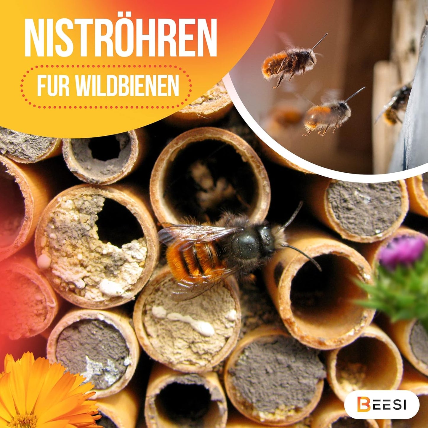 Nisthülsen aus Schilf, 200x BEESI Schilf