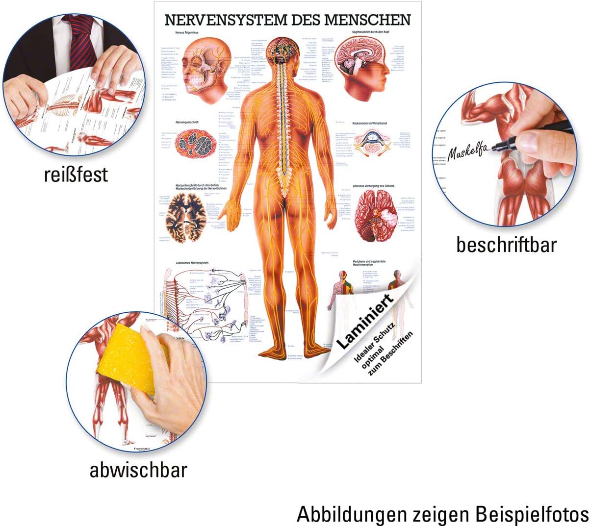 Lehrtafel Nervensystem Anatomie, mit Laminierung
