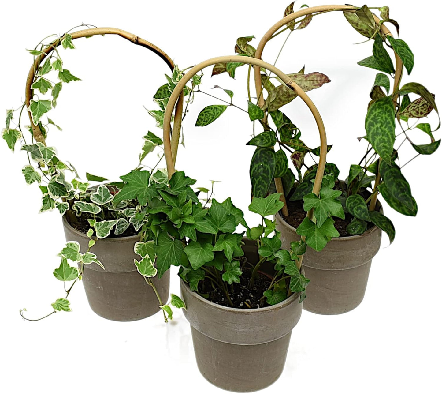 Gebogene Bambusstifte, 25 Stück, 60 cm, 25, 60 cm 8/10 mm
