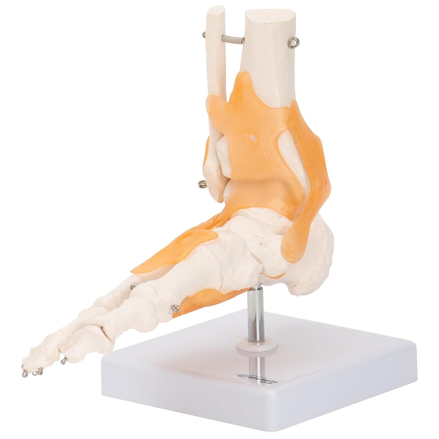 Lebensgrosses Fussskelett mit Schien- und Wadenbeinansatz, Mit Ligamenten